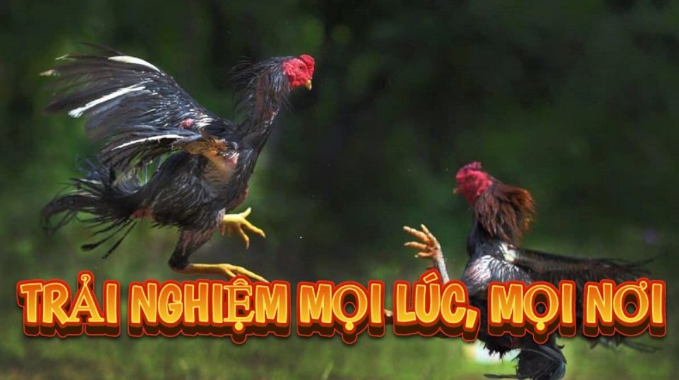 Cách chơi đá gà C1 chi tiết cho các tân thủ năm 2026