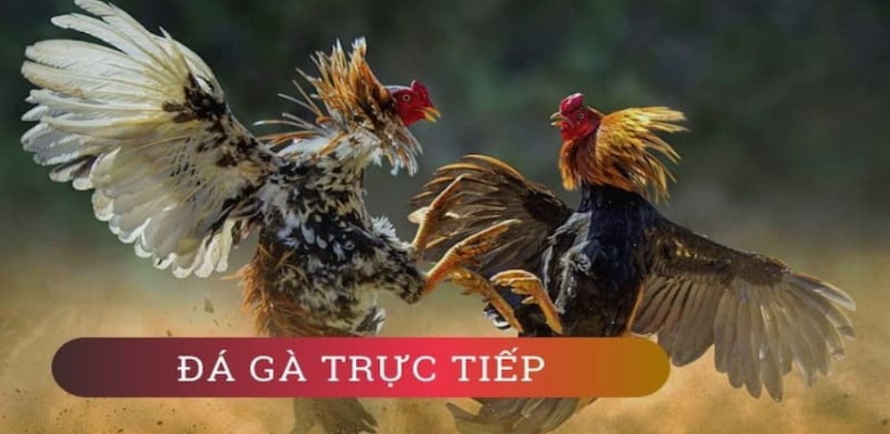 Tìm hiểu về đá gà trực tiếp tại Fun88